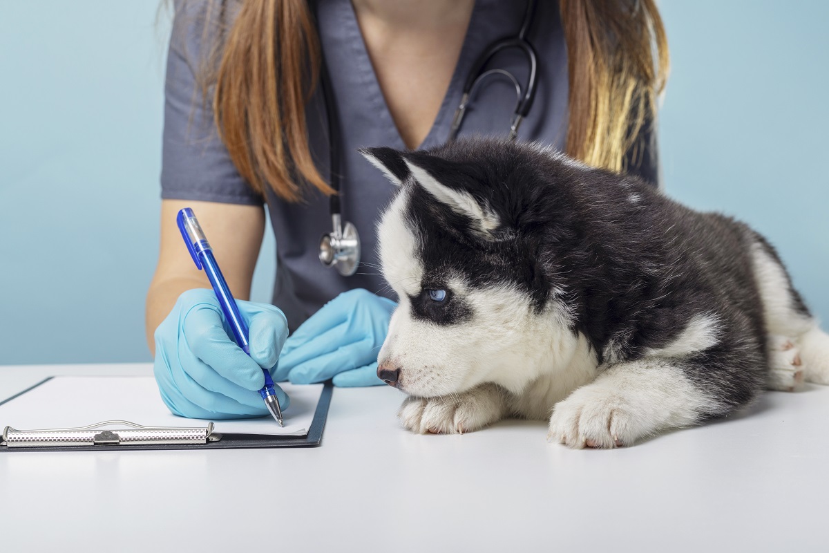 Doenças silenciosas em pets: como os exames ajudam a identificar cedo?