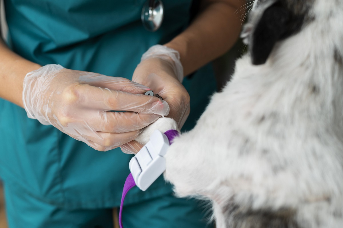 Vômitos e diarreia em pets 1 Vômitos e diarreia em pets